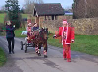 Famous Dartmoor pony raises money with festive tour of town 